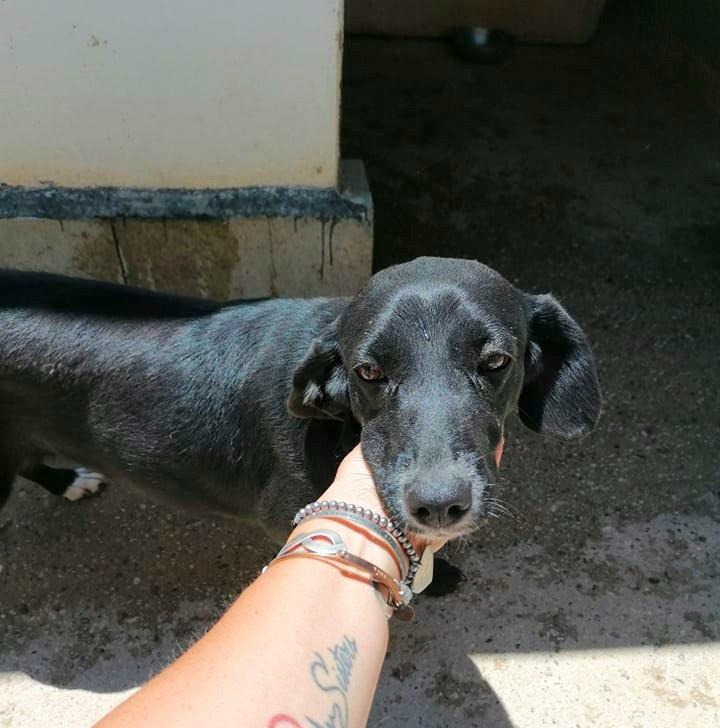 Asya Adozione Di Cani E Cuccioli