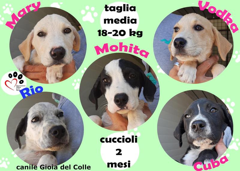 Asia Dolce Cucciolo Taglia Piccola In Adozione Regalo Cuccioli E Cani