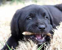 Un cucciolo che si fa i denti