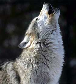 Un lupo che ulula