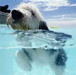 I cani amano nuotare